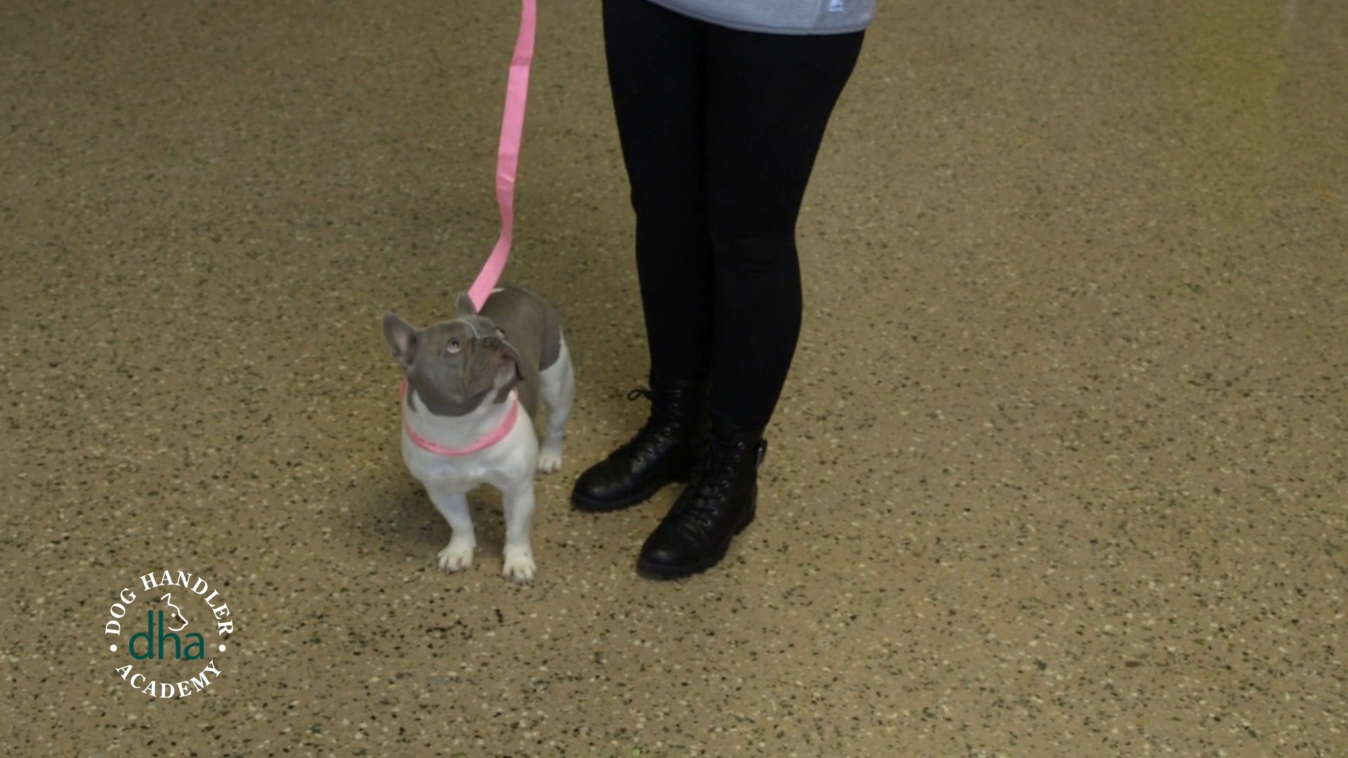 Current Trends in the Dog Daycare and Boarding Industry Dog Handler